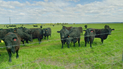 A Herd of Black Cattle Grazing Calmly in Lush Green Pastures Beneath a Cloudy Sky
