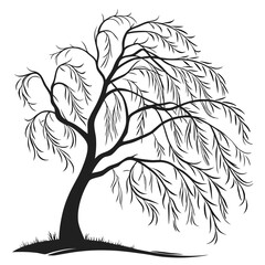 Black willow tree with flowing branches and grass black silhouette nature © RABBY