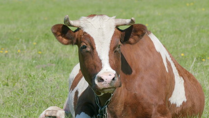 A Resting Brown and White Cow Relaxing Peacefully in a Pasture on a Beautiful Day