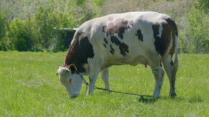 A grazing cow peacefully rests in a sunny pasture filled with vibrant green grass