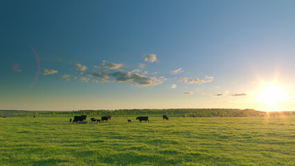 Cows peacefully Grazing in a Sunlit Pasture under a beautiful blue sky with fluffy clouds