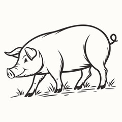 Pig walking through grass illustration swine animal