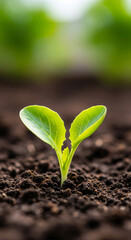 Photo of a delicate green sprout with two leaves pushes through dark soil, representing the beginning of new life and natural growth