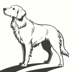 Elegant golden retriever standing proud canine animal