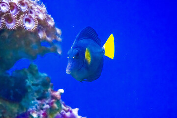 Ein Blau gelber Fisch schwimmt im Wasser