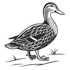 Duck standing on grass black and white illustration