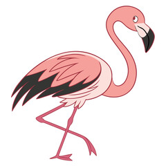Pink flamingo walking on white background bird animal