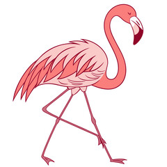 Pink flamingo walking elegantly bird