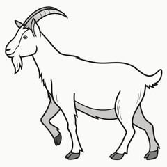 White goat with grey accents animal mammal
