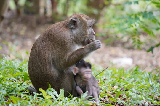 Large monkey sits on the ground and looks directly at the camera with a surprised and curious expression in the forest.