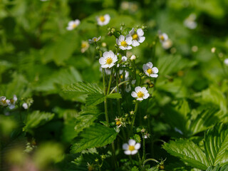 Wild strawberry (fragaria vesca) blooms in summer season.