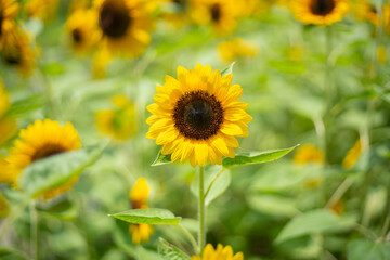 可愛いヒマワリ