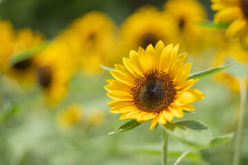 満開のひまわり