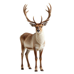 Majestic Deer with Impressive Antlers Standing Proudly in a Natural Setting