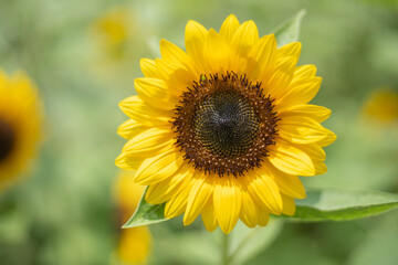 アップのひまわり