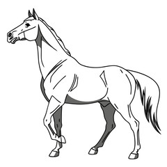 Elegant horse standing on white background equine animal