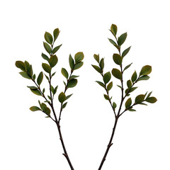 Beautiful Green Leaves Branches Isolated on Transparent Background for Nature Inspired Designs