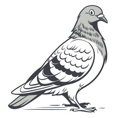 Gray pigeon standing on white background bird