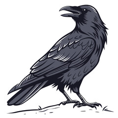 Dark feathered bird with open beak on white background crow raven