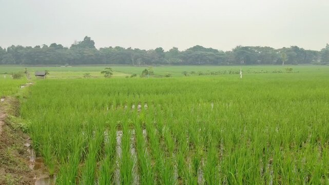 View of rice fields in Indonesia with footpath