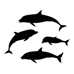 Four Dolphins Swimming in Circle whale whales
