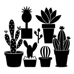Diverse succulent and cactus plants in pots potted