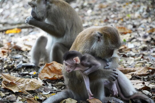 Pair of adult macaques sit together on the forest floor, carefully grooming each other's fur to remove parasites and strengthen social ties.