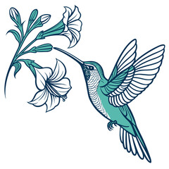 Teal hummingbird feeding from blue flowers nectar