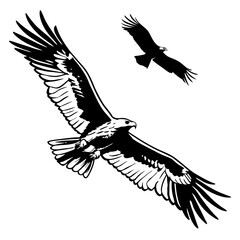 Majestic eagles soaring on white background bird flight