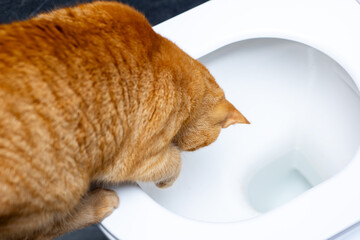 A curious cat is intently looking into the depths of a toilet bowl