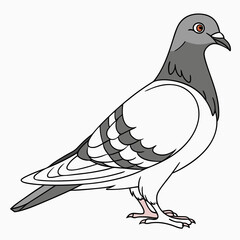 Pigeon bird with gray head and white body on white background animal wildlife