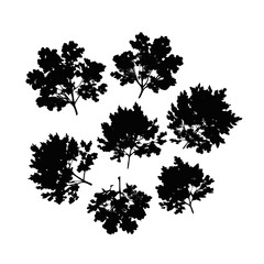 Tree Canopy and Leaf Clusters Silhouette leaves foliage