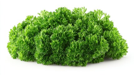 Fototapeta premium Fresh parsley bunch
