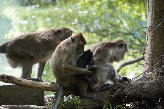 Group of macaques participates in social grooming on the forest floor, a vital behavior for maintaining hygiene and strengthening group bonds.