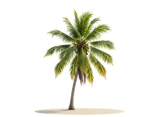Obraz premium Single Palm Tree on White Background
