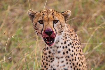 Bloody Cheetah after a hunt photographed during an African Safari