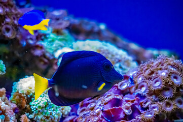 Ein Fisch im Wasser