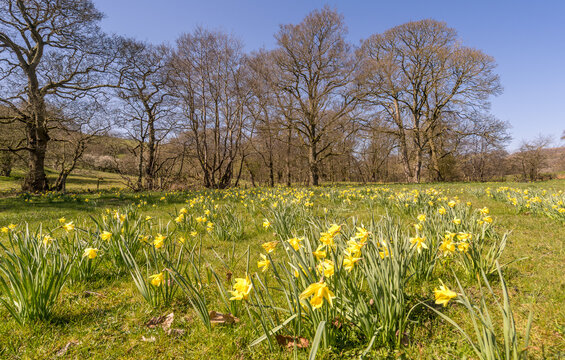 Daffodils, Farndale, North Yorkshire