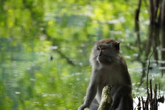 Staring Intently	Wild monkey sits calmly near a sunlit pond during the day, looking into the distance with a thoughtful and serene expression in nature.