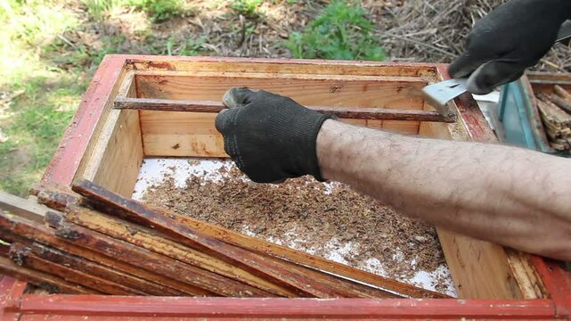 Beekeeper is cleaning hive equipment (wooden bars) from propolis and beeswax.