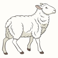 White sheep standing on white background animal woolly