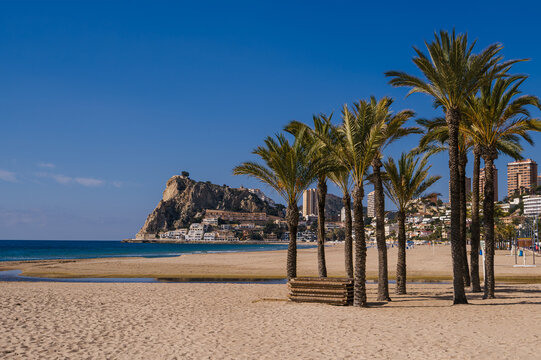 Group oif Palm trees Poniente Beach, Benidorm