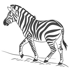 Zebra walking on white background animal wildlife