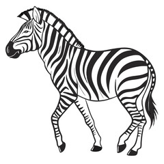 Zebra walking on white background animal wildlife