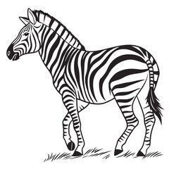Zebra walking on grass animal wildlife