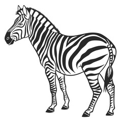 Black and white zebra standing animal wildlife