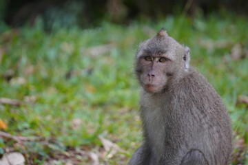 Calm monkey in the jungle 