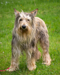 Adult Picardy Shepherd Dog standing and looking to the camera. Dog Berger Picard.