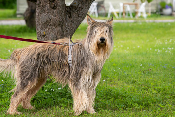Adult Picardy Shepherd Dog standing and looking to the camera. Dog Berger Picard.