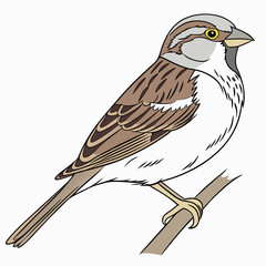 Brown and white sparrow perched on branch bird